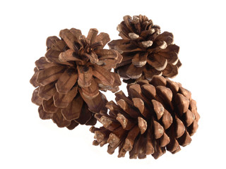 Pine or fir cones on a white background.