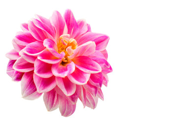 Obraz premium pink chrysanthemums