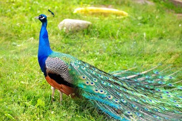 Splendid peacock with feathers out