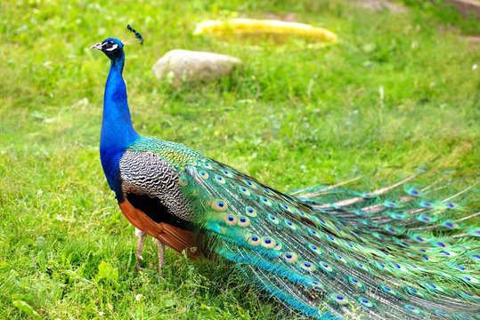 Fototapeta Splendid peacock with feathers out