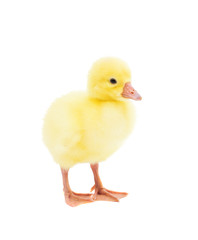 little gosling
