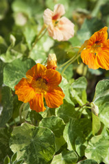 Nasturtium (Indian cress) flowers
