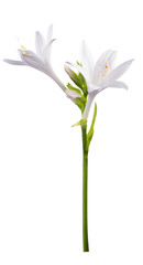 flower hosta isolated.