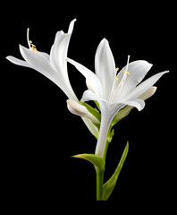 flower hosta isolated.