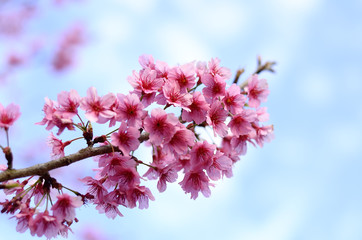 sakura springtime