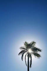 Fototapeta na wymiar palmen an strand