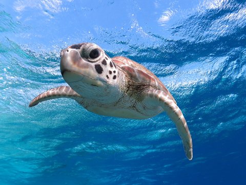face close up of a green sea turtle