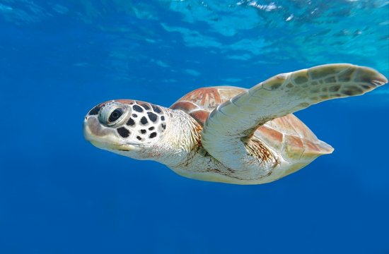 swimming green sea turtle on blue background