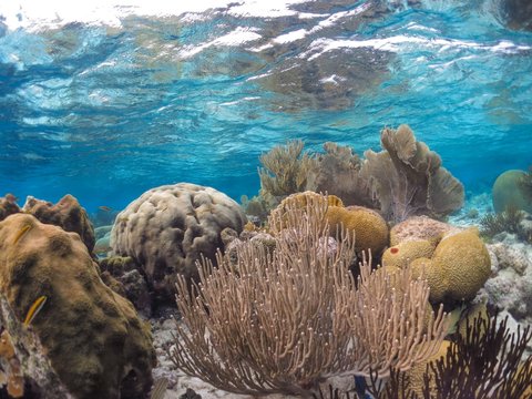 Fototapeta colorful tropical reef in the caribbean