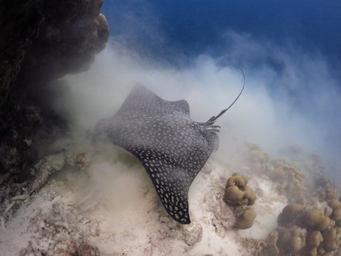 Feeding Eagle Ray