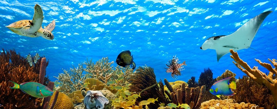 underwater panorama of a tropical reef in the caribbean