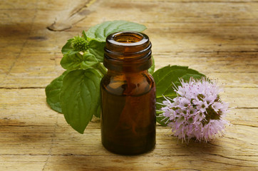 Mentha Menta Mint Minzen Menthe Mięta Мята Nane נענע © Comugnero Silvana