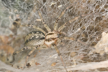 Funnel-web spider, Agelena labyrinthica