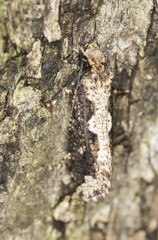 Scardia boletella camouflaged on wood