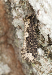 Scardia boletella camouflaged on wood
