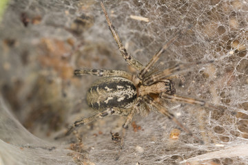 Funnel-web spider, Agelena labyrinthica