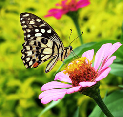 Butterfly on a flower