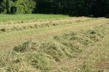 foraggio steso a seccare su campo