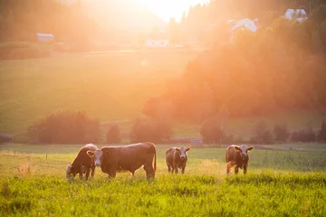Crédence de cuisine en verre imprimé Vache Le bétail paissant pendant le coucher du soleil dans une vallée