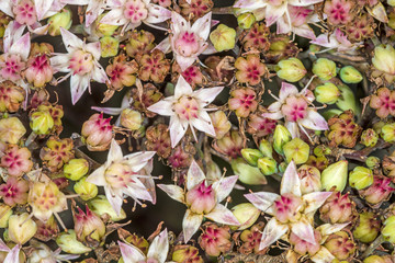 Hortensie, Makro der fertilen Blüte