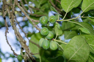 Green plums