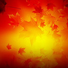 Naklejka na ściany i meble Delicate autumn sun with glare on gold sky.
