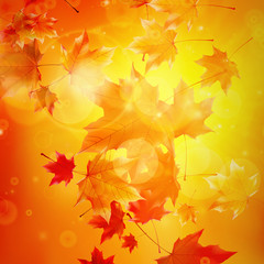 Naklejka na ściany i meble Delicate autumn sun with glare on gold sky.