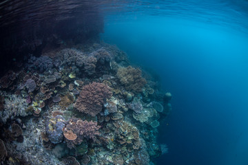 Naklejka na ściany i meble Coral Reef and Deep Water