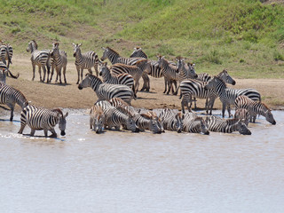 Fototapeta na wymiar Zebras drinken