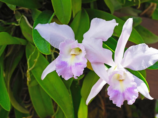 Orchid  flowers