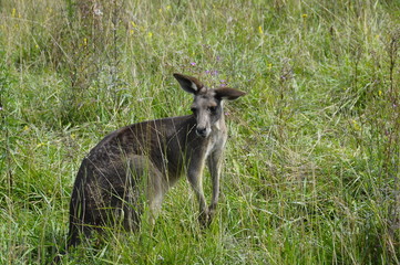 Photo of a kangaroo