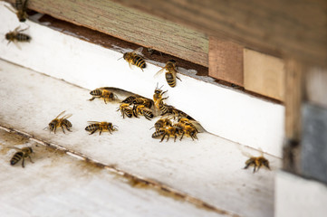 Bienen beim Anflug auf Bienenstock