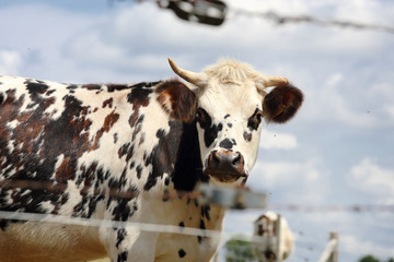 Vache normande