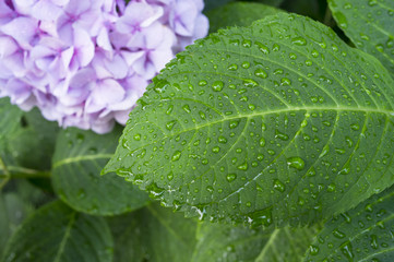 hydrangea hortensis blossom and leaves with droplets