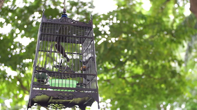 Streptopelia turtur in a cage on green trees background