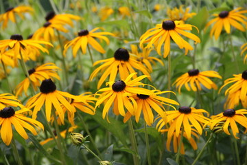 Echinacea - Gelber Sonnenhut