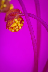 Mirabilis Jalapa's pollen