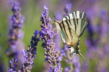 Iphiclides podalirius on lavender