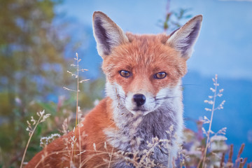 Portrait of a Fox: a friendly poser