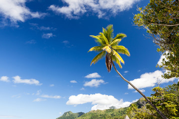 Fototapeta premium Palma in polinesia francese con l'isola di sfondo