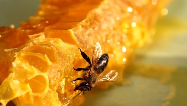 Bee gathering honey and nectar with proboscis