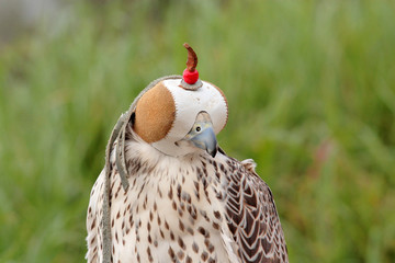 uccelli falco falconiere addestrati per la caccia