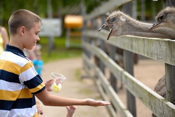 Naklejka premium Feeding of ostrich on a farm in summer