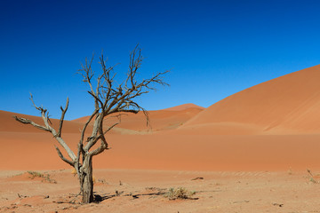 Fototapeta na wymiar The last tree in the desert