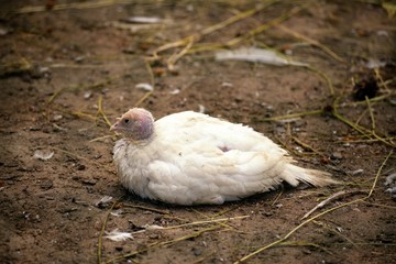 Little chick turkey lies on the earth