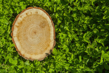 tree stump on the grass, top view