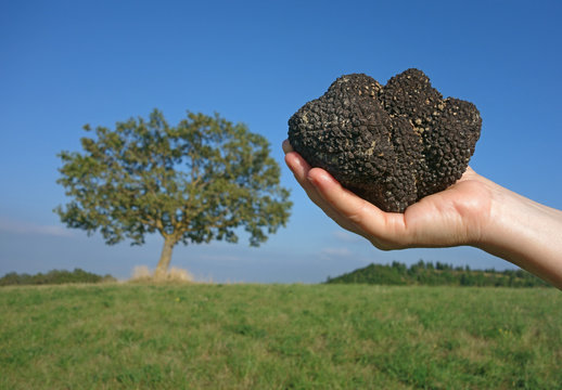 black truffle and oak tree