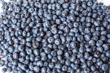 Freshly picked blueberries