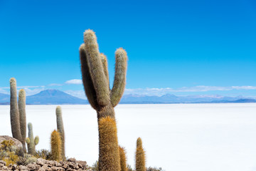 Cactus and Salt