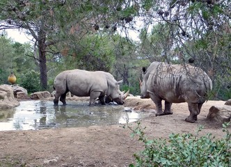 Obraz premium Rhinocéros